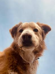 dog 4